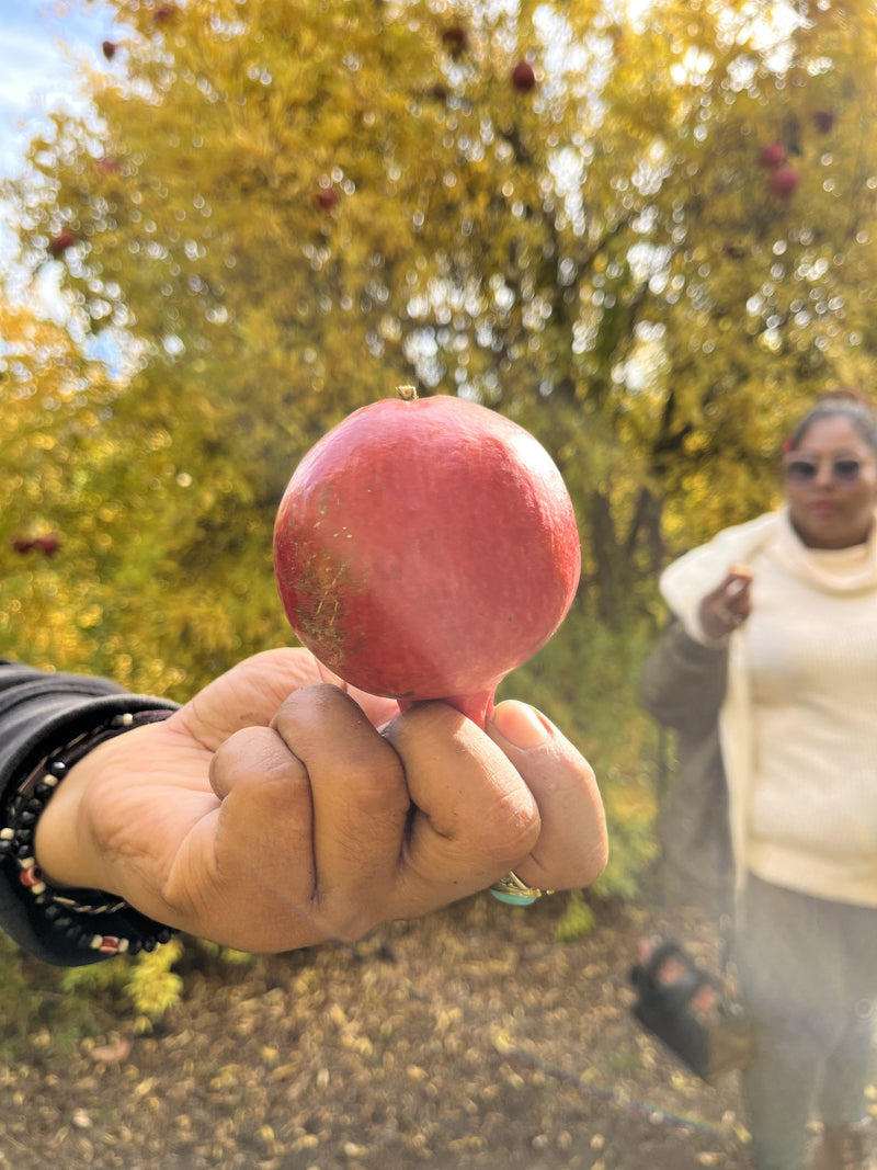Load image into Gallery viewer, Cranberry Pomegranate