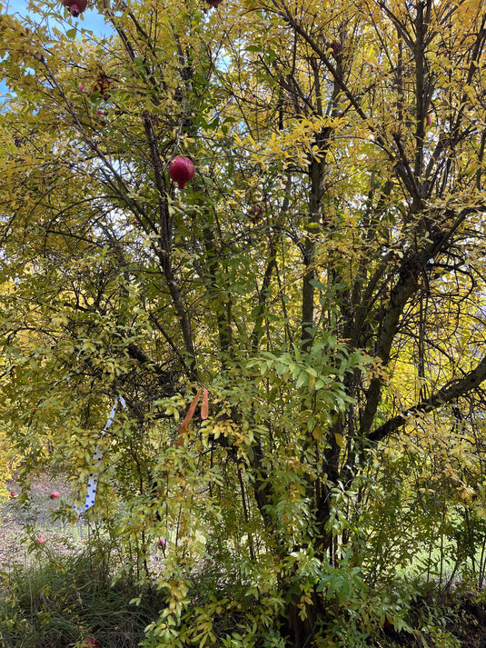 Al-Sirin-Nar Pomegranate (Punica Granatum)