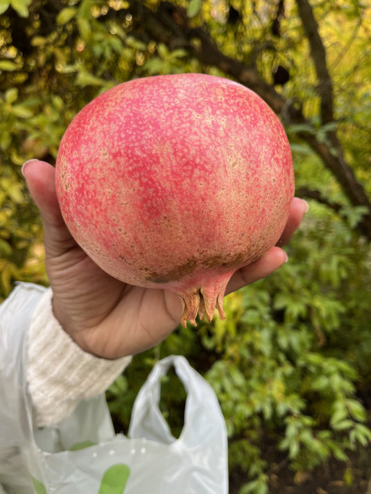 Kaim-anor Pomegranate