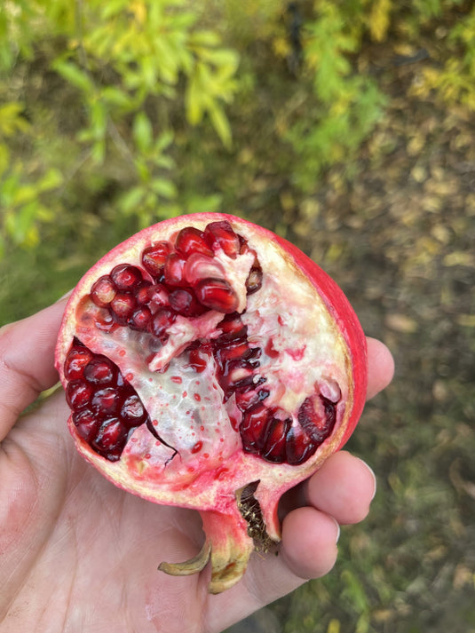 Purple Heart Pomegranate