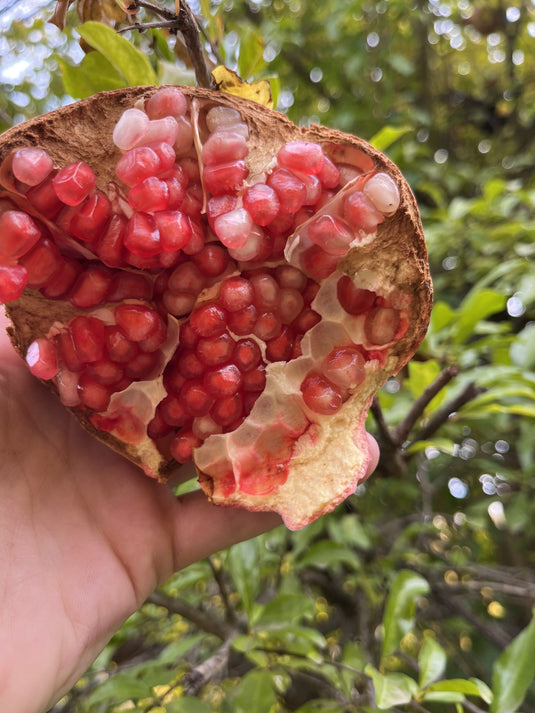 Phoenicia Pomegranate