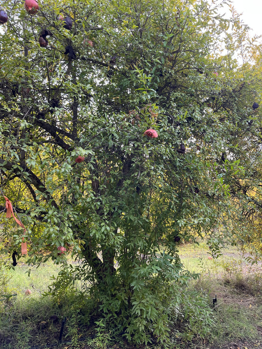 Phoenicia Pomegranate