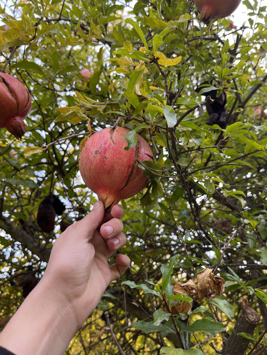 Phoenicia Pomegranate