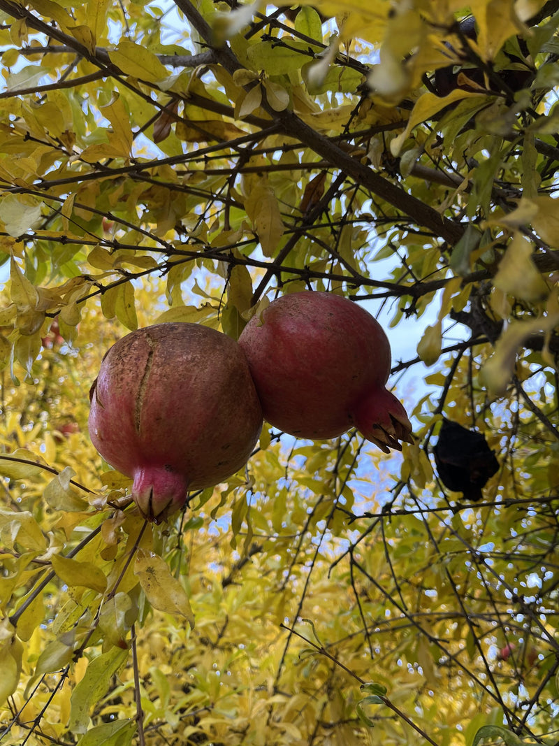 Load image into Gallery viewer, Surh-anor Pomegranate