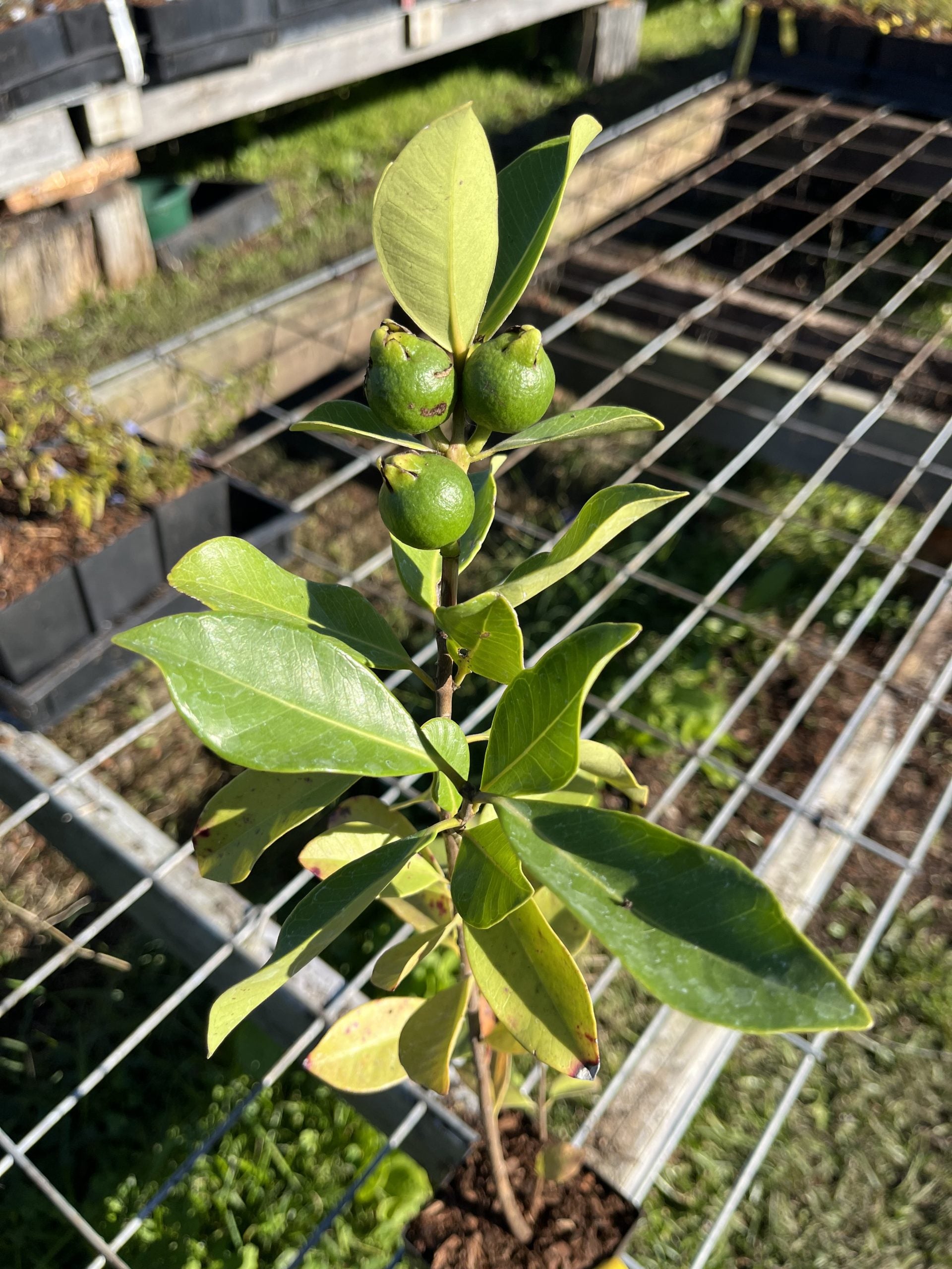 Yellow lemon guava top 3 gallon pot