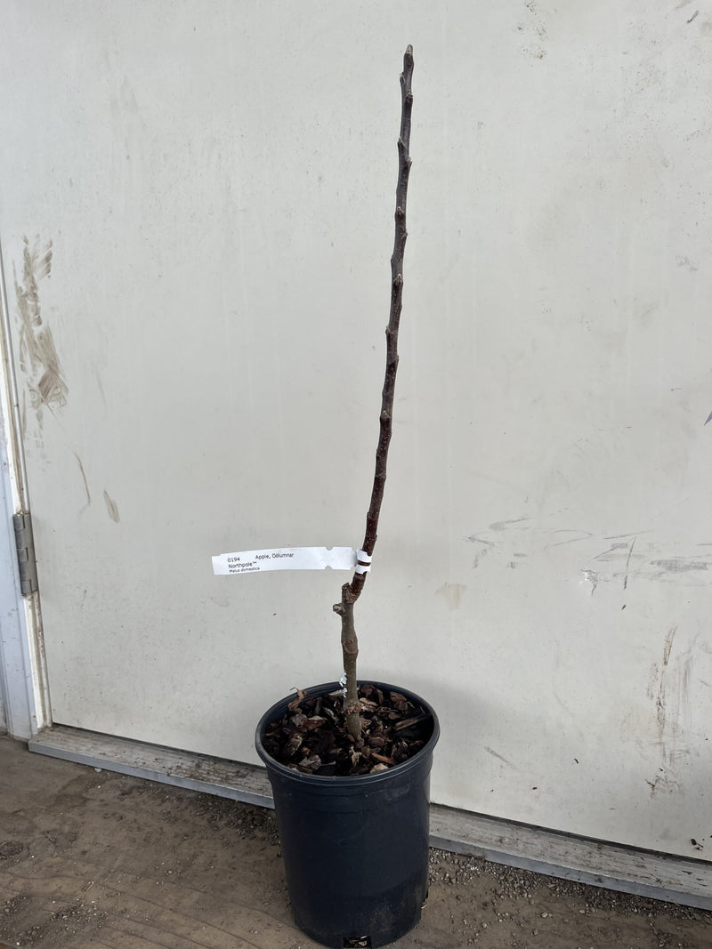 Load image into Gallery viewer, Northpole™ Columnar Apple