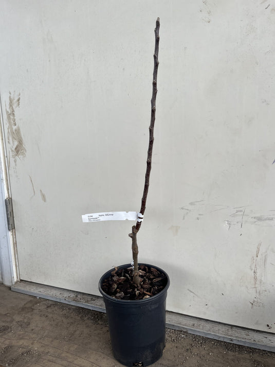 Northpole™ Columnar Apple
