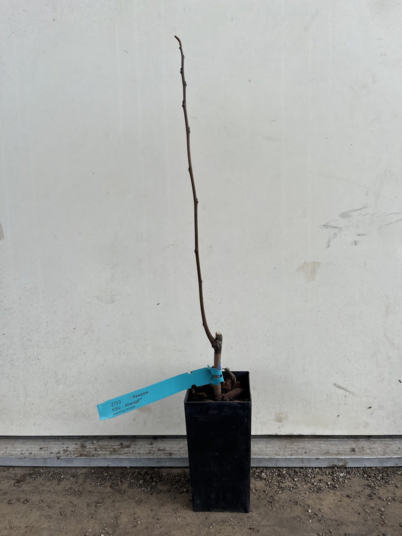 Load image into Gallery viewer, KSU-Atwood Pawpaw
