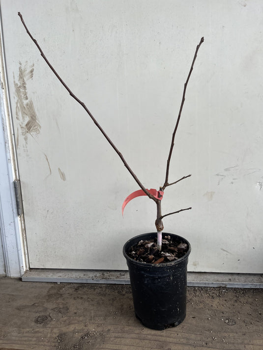 Royal Medlar (Mespilus germanica)