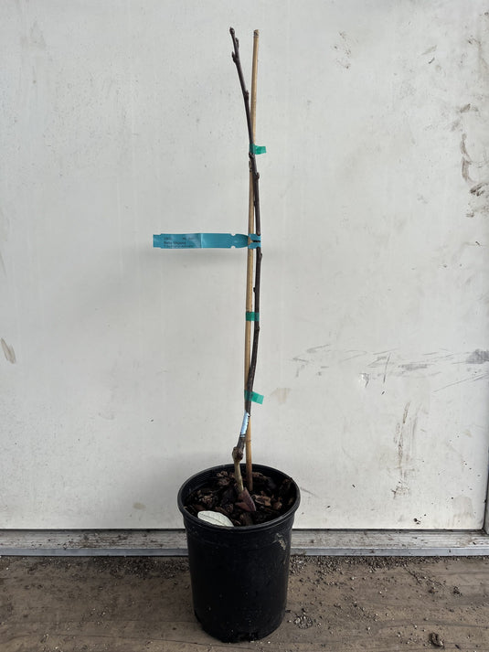 Baby Shipova Mountain Ash