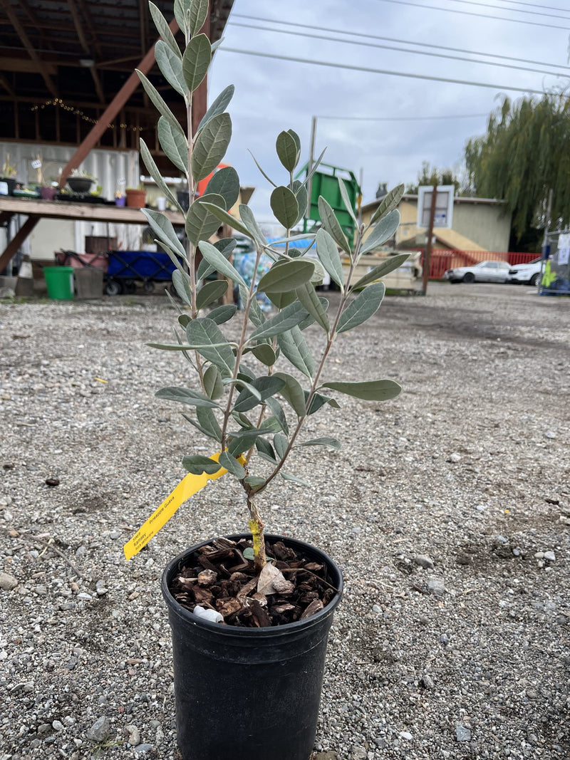 Load image into Gallery viewer, Ramsey Pineapple Guava