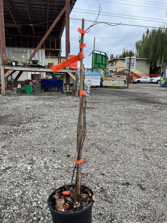 Schisandra Vine - Eastern Prince™