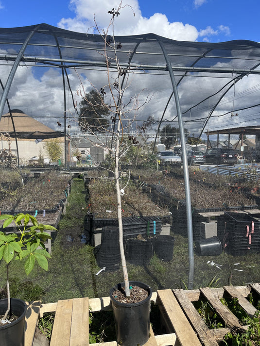 White Alder (5gal)