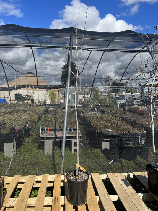 Fremont Cottonwood 3 Plant Special (5gal)