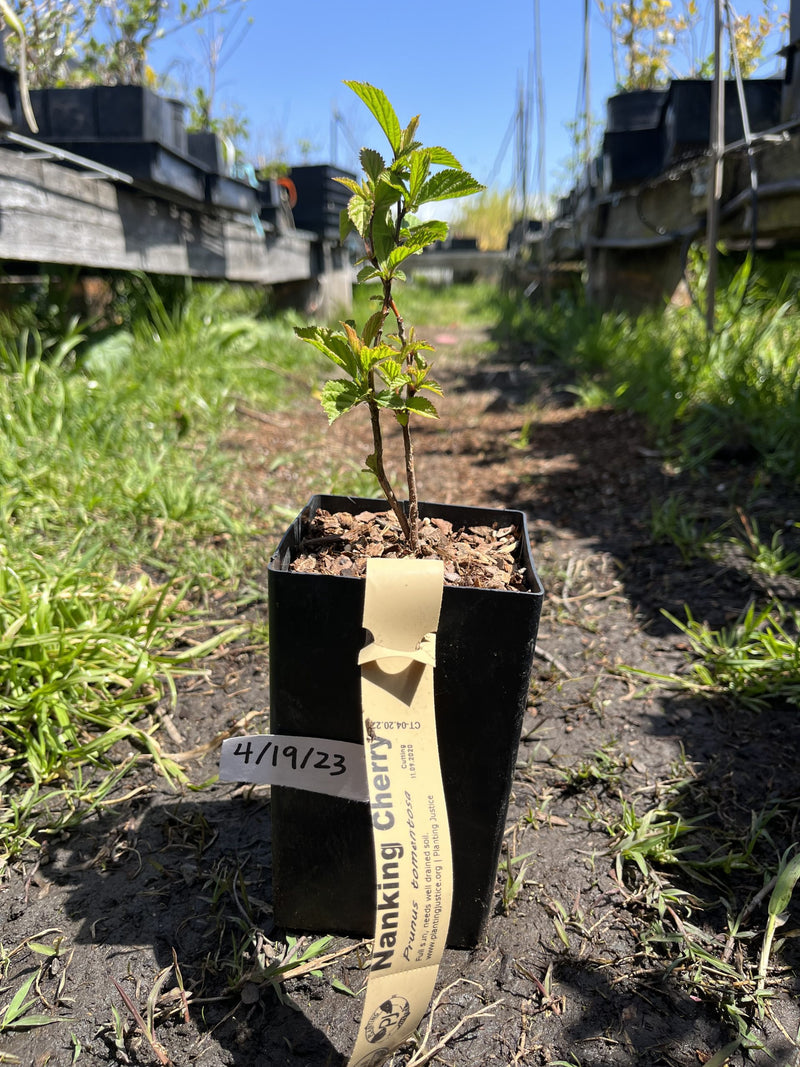 Load image into Gallery viewer, Nanking Bush Cherry-Prunus Tomentosa