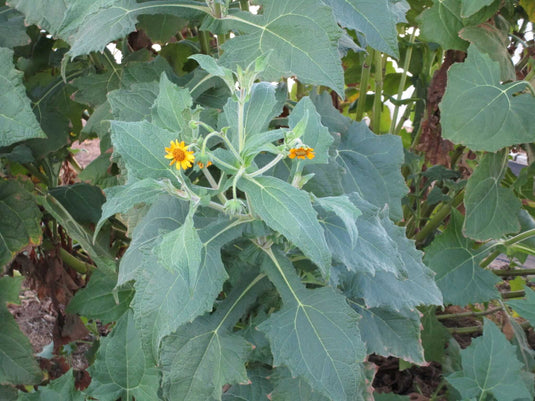 Yacon "dosewallips"