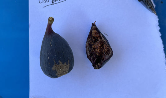 LSU Purple Fig