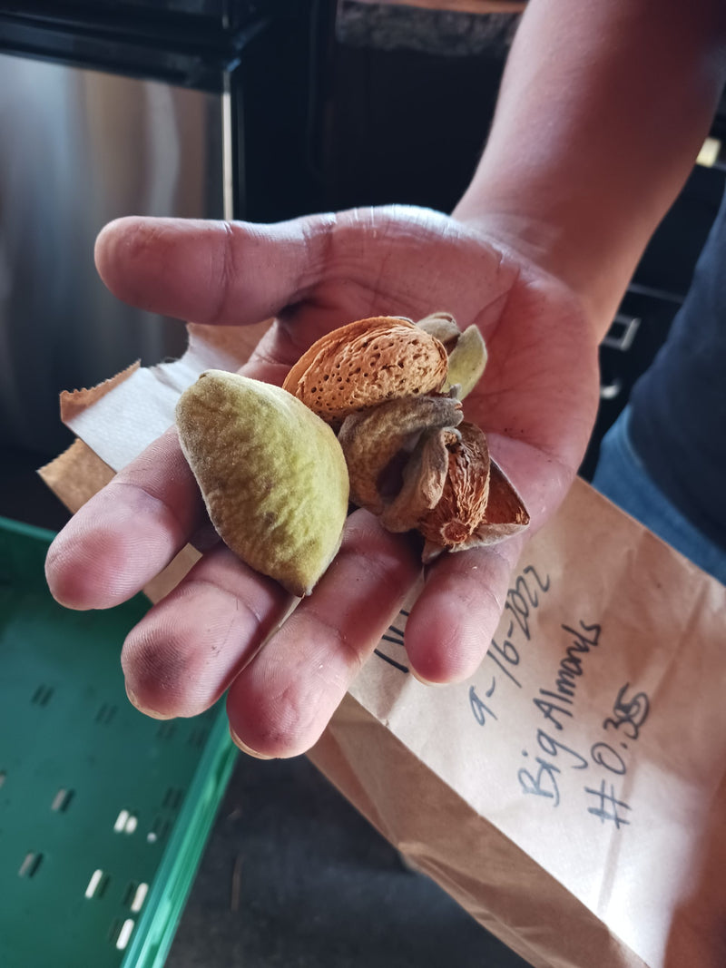 Load image into Gallery viewer, Ne Plus Ultra Almond