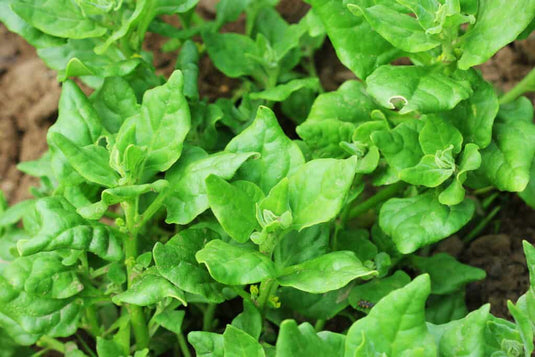 New Zealand Spinach