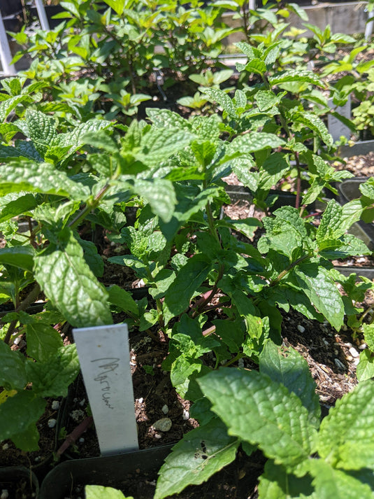 Moroccan Mint