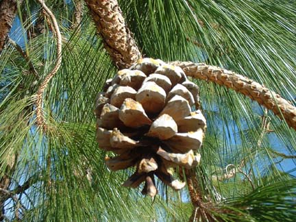 Load image into Gallery viewer, Himalayan Stone Pine (Pinus roxburghii)