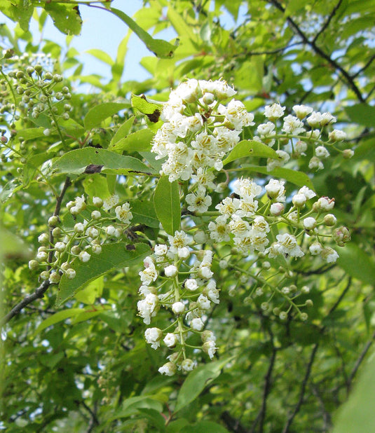 Black Chokecherry (Prunus virginiana)