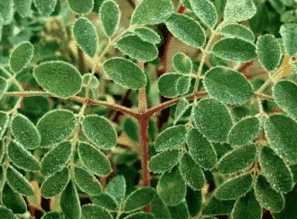 Moringa (rare)