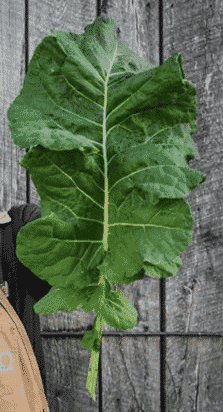 Thousand Head Kale