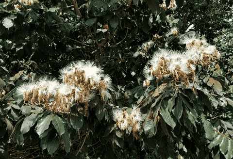 Ice Cream Bean Tree (Inga feuileei)