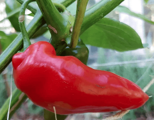 Aji Lucento Rocoto Perennial Pepper (Aji Lucento)