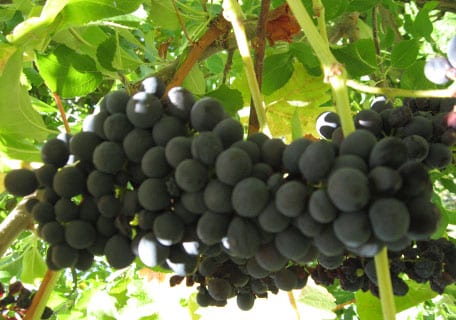 Syrah Grape