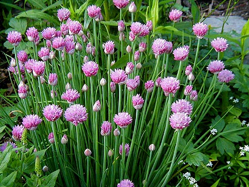 Common Chives