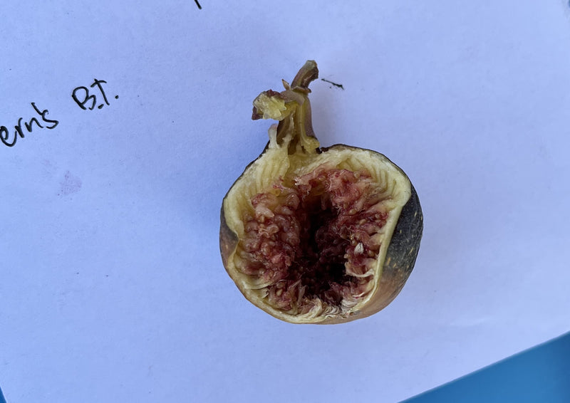Load image into Gallery viewer, Vern's Brown Turkey Fig