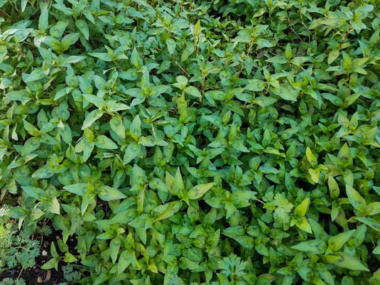 Vietnamese Cilantro/ Rau Ram