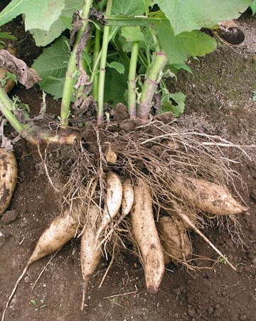 Yacon "Peruvian Ground Apple"