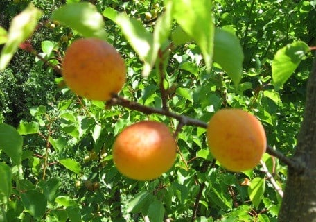 Blenheim Apricot
