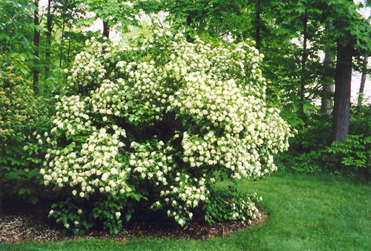 Arrowood-Viburnum Dentatum