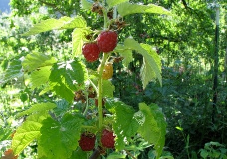 Dinkum Raspberry – Planting Justice
