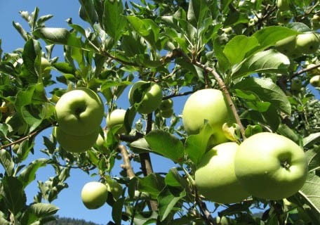 Golden Delicious Apple