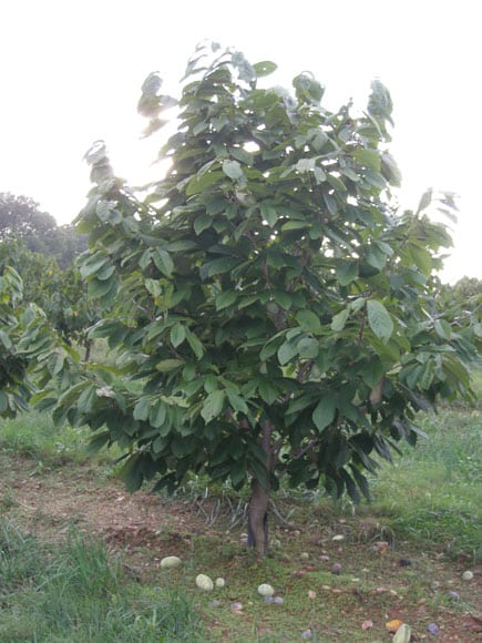 Allegheny Pawpaw