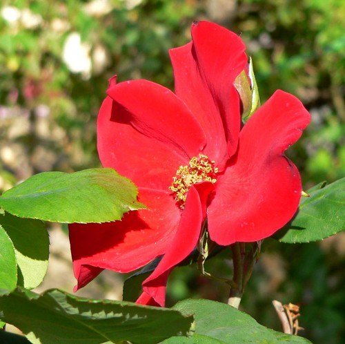 Altissimo Rose