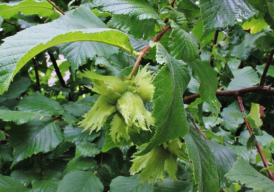 American Hazel (Corylus americana)