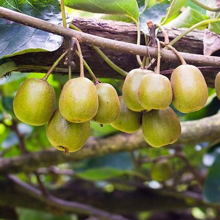 Ananasnaya (Anna) Female Hardy Kiwi – Planting Justice