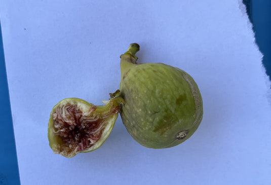 Atreano Fig