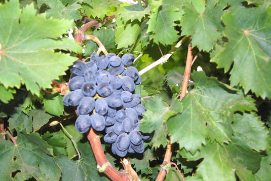 Autumn Royal Seedless Grape