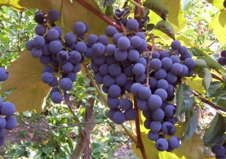 planting concord grape seeds Concord Grape – Planting Justice