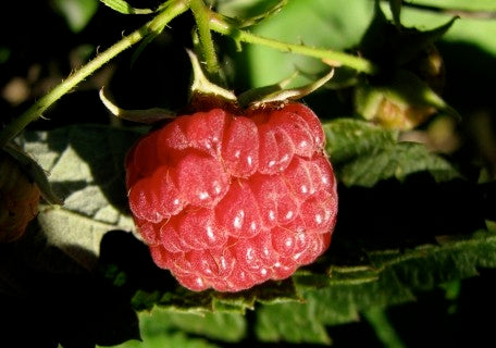 Heritage Everbearing Raspberry