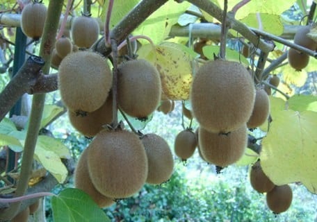 Blake Fuzzy Kiwi