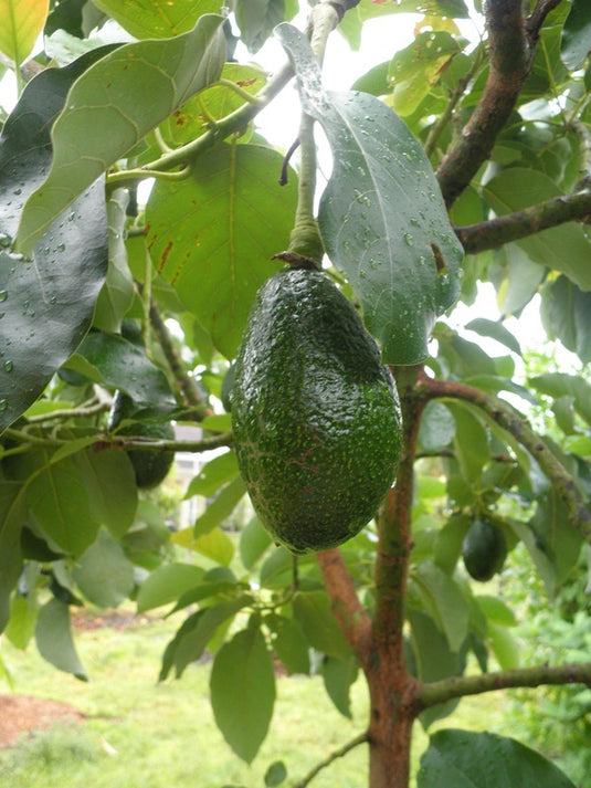 Bacon Avocado Seedlings