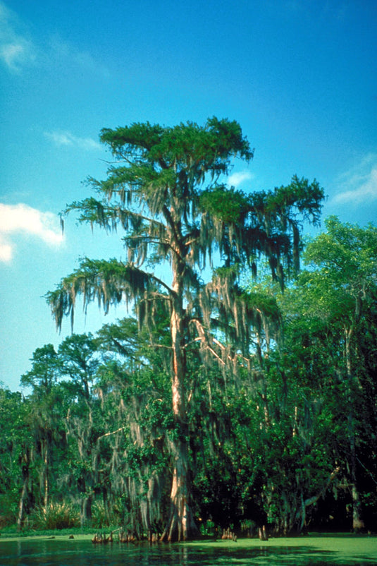 Bald Cypress (Taxodium distichum)